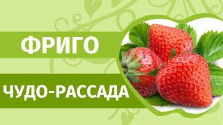 Клубника фриго: только правда, а не слухи! В феврале заказали и получили рассаду фриго. Что делать