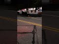Coyote Spotted in the streets