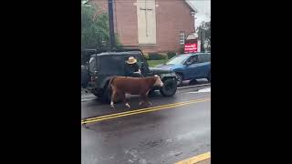 Escaped Cow Proves Tricky to Lasso on Busy Street