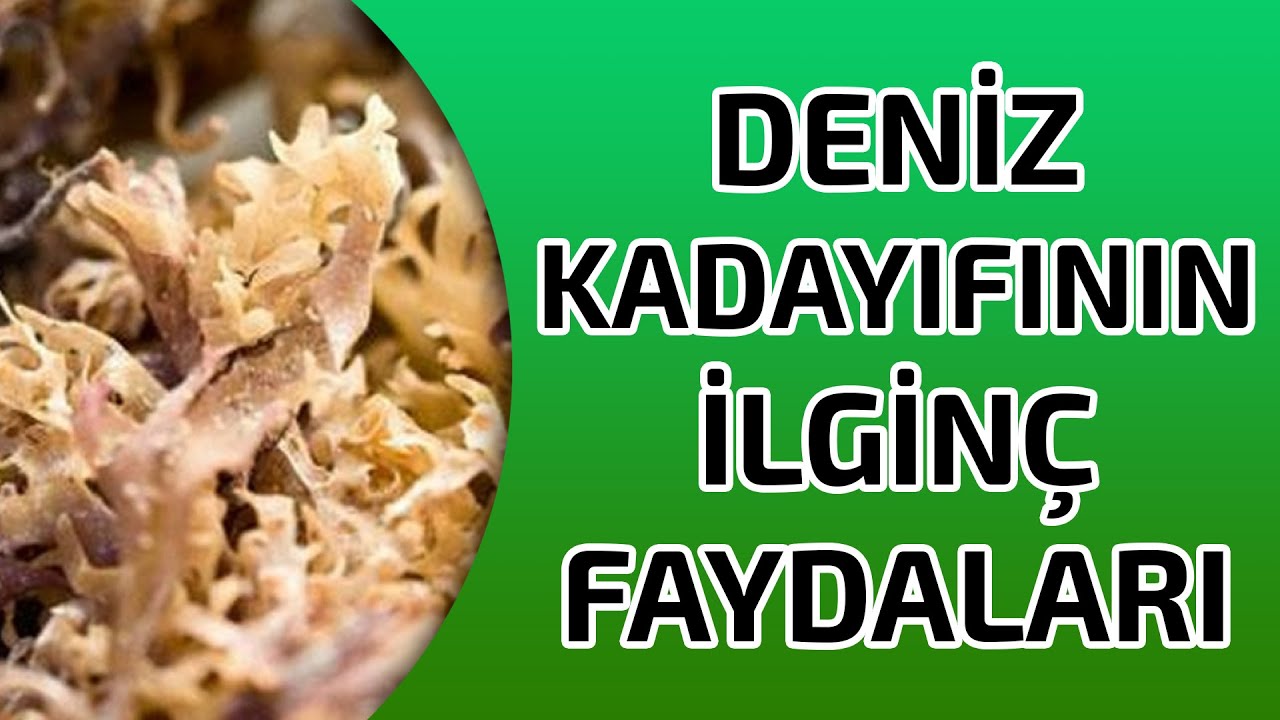 deniz kadayıfı faydaları