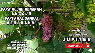 cara mudah menanam ANGGUR untuk PEMULA dari awal sampai berbuah | anggur JUPITER alhamdulillah valid