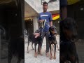 Doberman mohan pal  7508699511 karanthevloggerkartikmahotra101pb31mansa