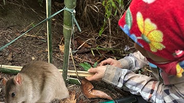 ✅DIY Bamboo Mouse Trap for Survival in the Forest | Simple and Effective