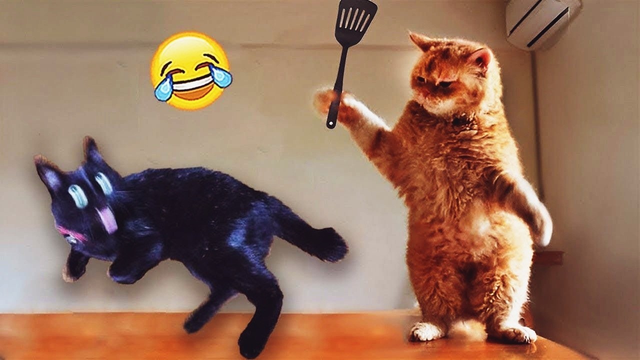 Try Not To Laugh 😊 Funniest Cats & Dogs 😻 Funny Animals