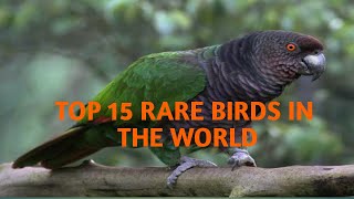 TOP 15 RARE BIRDS IN THE WORLD