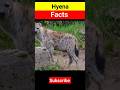 Fascinating Hyena Facts That Will Blow Your Mind! #animals #animalfacts #youtubeshorts #shorts