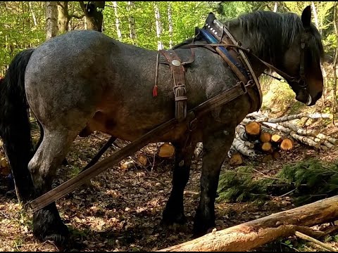Video: Rozdíl Mezi Koněm A Hřebcem