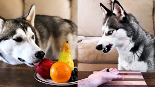 Funny Difference Between My Male and Female Huskies Reviewing Fruits