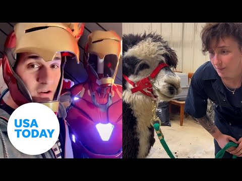 TikTok influencers shear sheep, recreate Iron Man suit at their jobs| USA TODAY