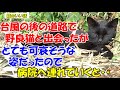 #64【猫のいい話】台風の後の道路で野良猫と出会ったがとても可哀そうな姿だったので動物病院へ連れていくと・・