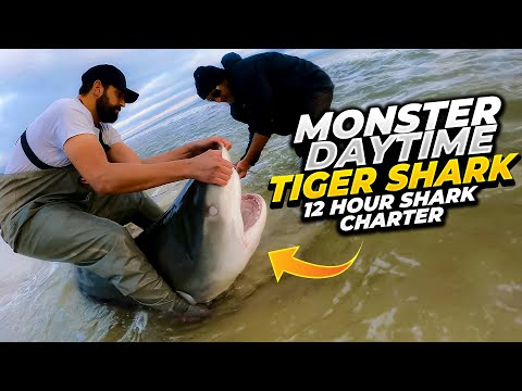 Monster Daytime Tiger Shark | 12 Hour Shark Charter