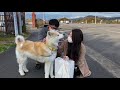 秋田犬パティ　福島空港の写真展初日❣️遠方からぼくにお客さまが来てくれたました😃大サービスで接待してあげなくっちゃ🐶💕