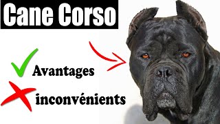 Le Cane corso Avantages et Inconvénients | Cane corso Le mal Et Le Bien De La Race