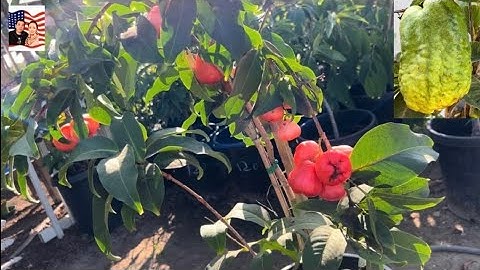 🤝🌦️Vào lạnh vườn big sale cây ăn trái 🎁👍