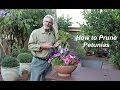 How to Prune Petunias