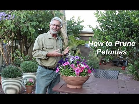 How to Prune Petunias