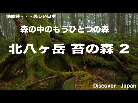 白駒池・　森の中のもうひとつの森・北八ヶ岳　コケの森・2