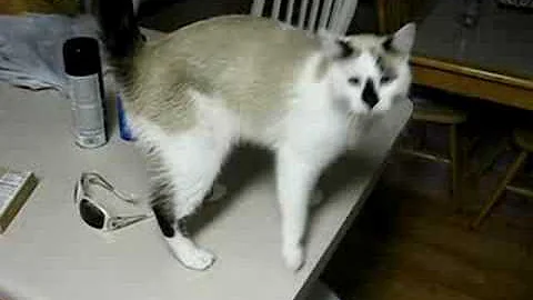 Watch the video about Talking Siamese kitten Birdie