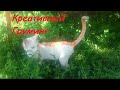 Котик-Дракон. Креативный Груминг