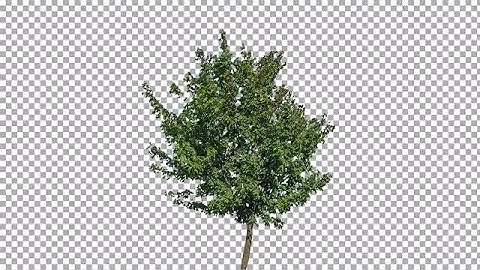 Swaying Tree On Alpha Stock Video