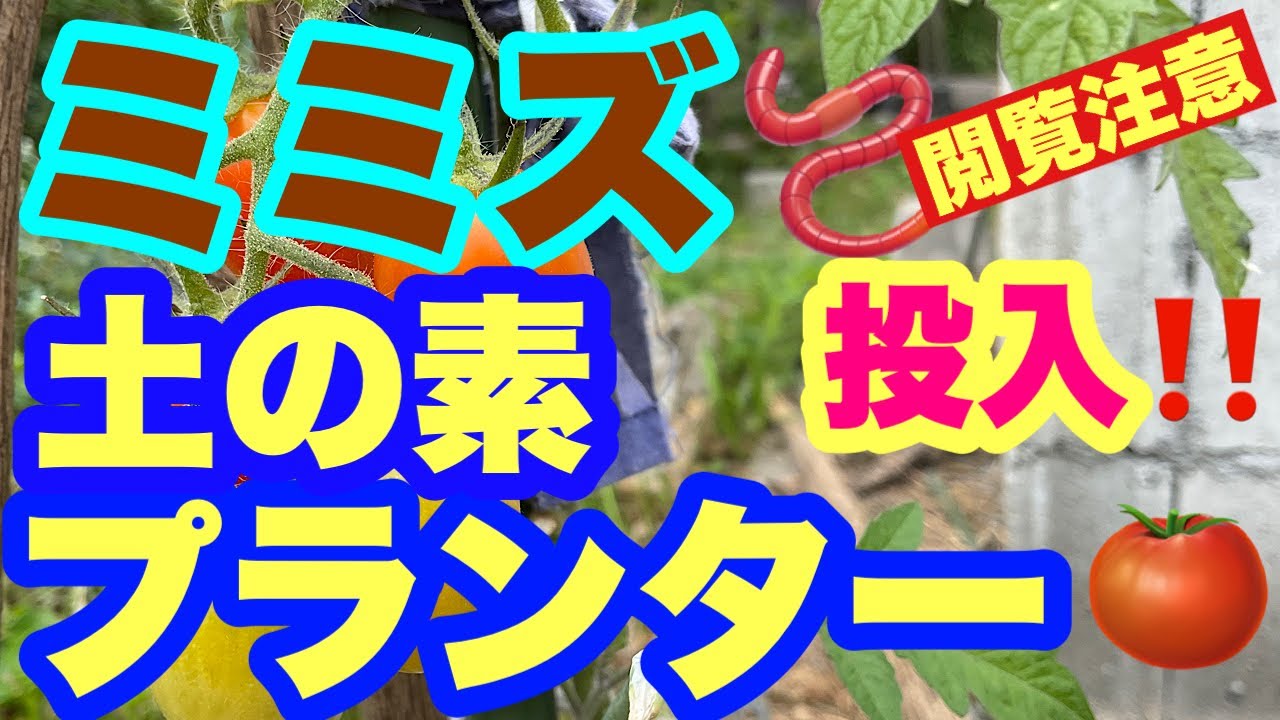 ミミズ投入‼️土の素プランター🍅 - YouTube
