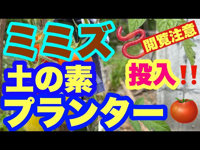 ミミズ投入‼️土の素プランター🍅 - YouTube
