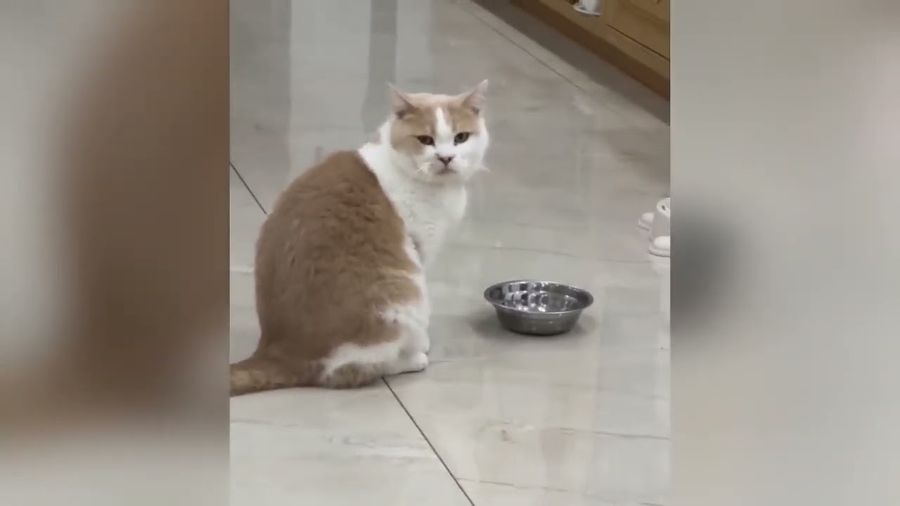 When Pets Think Nobody's Watching 2025 🐶🐱🦜