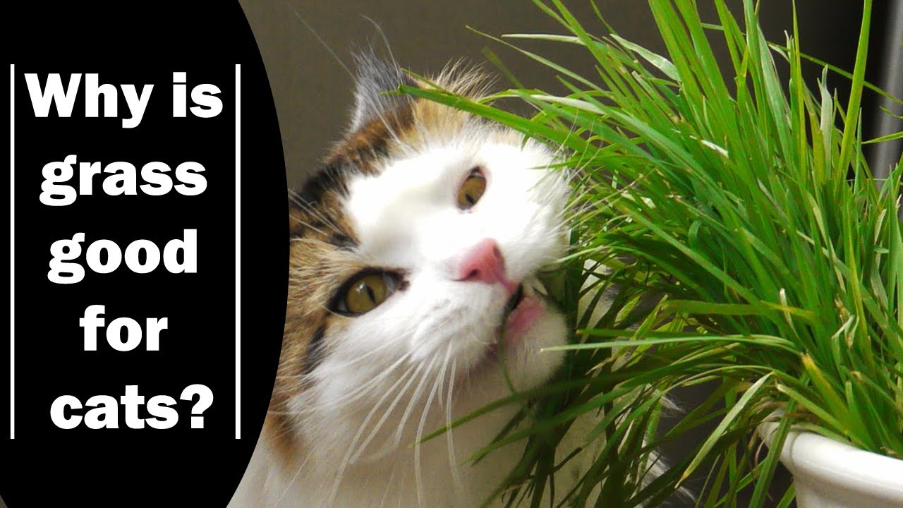 Why Does My Cat Like To Eat Grass? | why do cats vomit ...