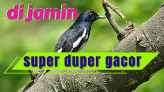 Pancingan burung Kacer; super duper langsung kicau