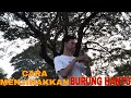 CARA MENJINAKKAN BURUNG HANTU || PART 1