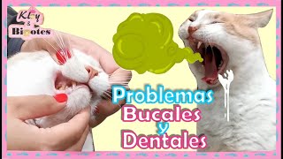 PROBLEMAS BUCALES Y DENTALES EN GATOS | SARRO, GINGIVITIS, PERIODONTITIS by Kloy & Bigotes 18,563 views 2 years ago 7 minutes, 50 seconds