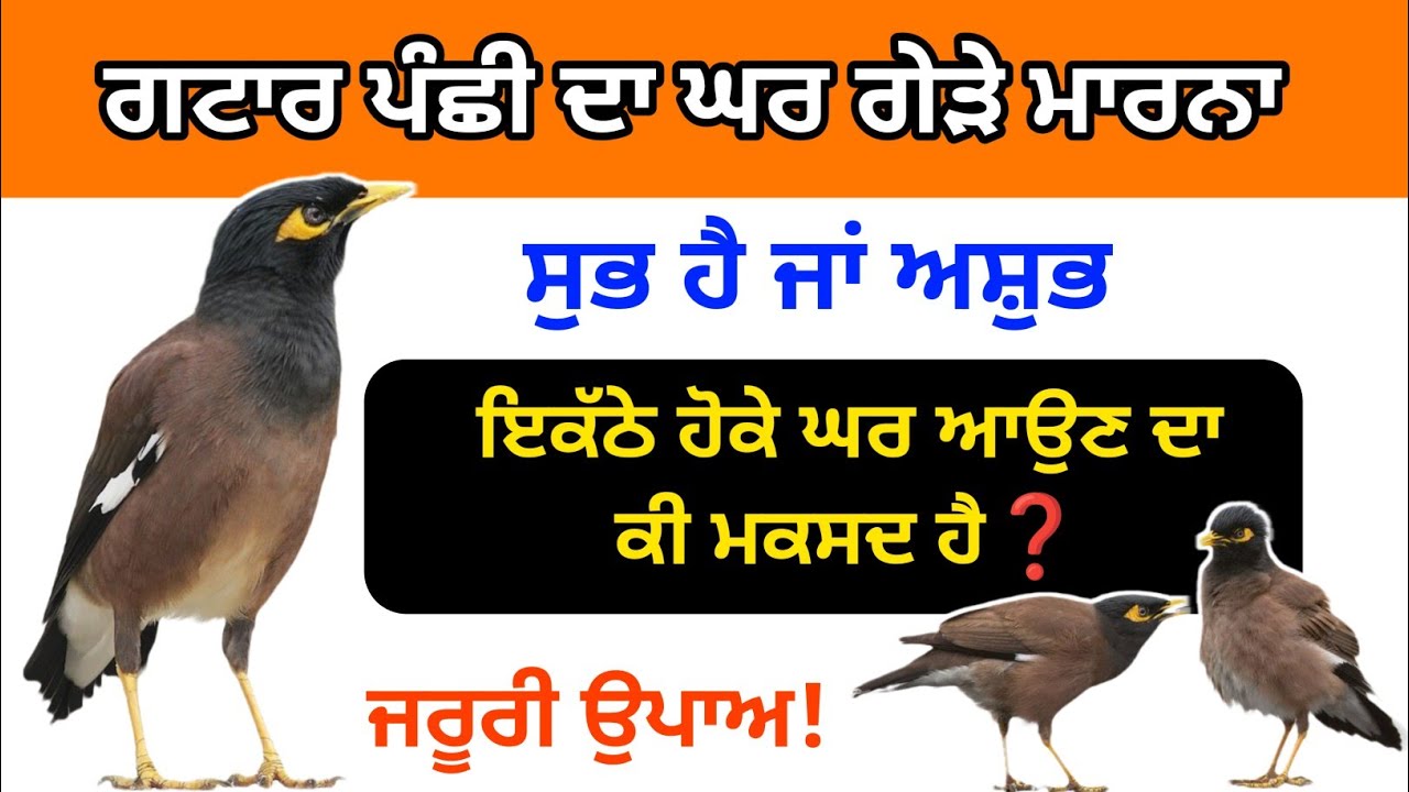 ਗਟਾਰ ਦਾ ਘਰ ਵਿੱਚ ਗੇੜੇ ਮਾਰਨਾ ਸੁਭ ਜਾਂ ਅਸ਼ੁਭ | ਸਿਰਫ ਇਹ ਉਪਾਅ | ਸਾਰੀ ਗਰੀਬੀ ਦੂਰ | #gurmatvichaar #gurbani