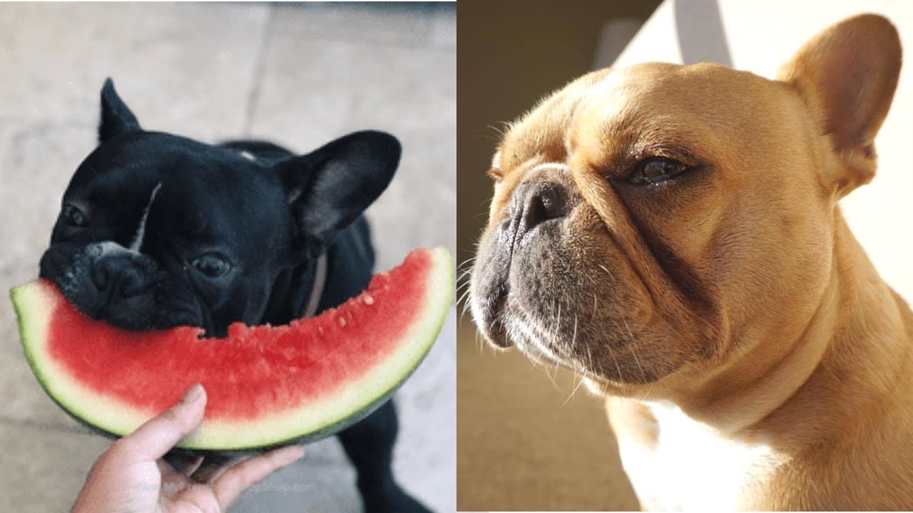 funny and cute french bulldog puppies