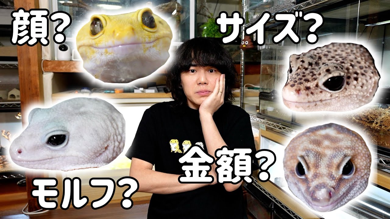 How to choose a leopard gecko! - YouTube