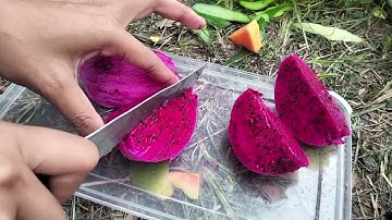 Vlog membuat salad buah [kelompok 1] mapel informatika🙌🏻