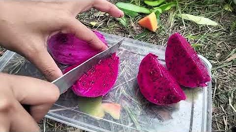 Vlog membuat salad buah [kelompok 1] mapel informatika🙌🏻