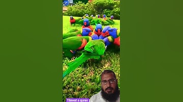 tilawat e quran #quran #egzonibrahimi #سورة_الإخلاص #birds #surah #ikhlas #viral #naturesvoice #duet