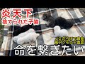 【子猫６匹保護】母猫から引き離し炎天下に捨てる。猫を捨てることは殺すこと