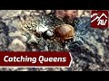 How to catch a Queen Ant - Useful techniques