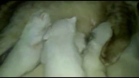 Watch the video about Persian Kittens fighting for milk