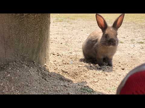 Baby bunny: "Don't forget me! I wanna melt from your pets too!"