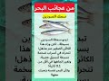 سر لا ي صد ق عن سمكة السردين كيف تتحرك وكأنها موجة حي ة