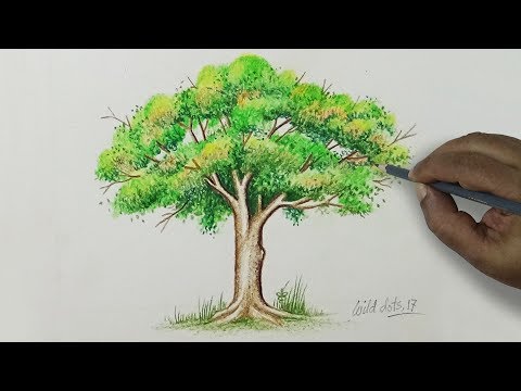 tree---drawing-a-tree-with-simple-colored-pencils-|
