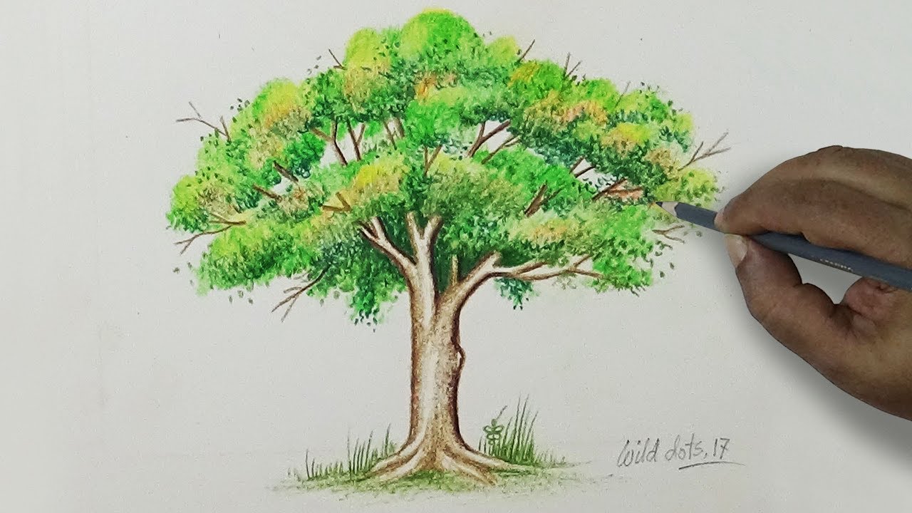 Tree Drawing A Tree With Simple Colored Pencils YouTube Tree Drawing A Tree With Simple Colored Pencils YouTube