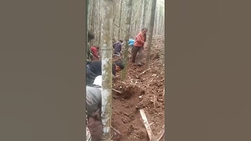 Workers Digging Holes to Plant Bamboo | Good tools and machinery can increase work efficiency