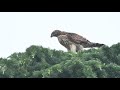 2021/06/25オオタカ 幼鳥　営巣林のてっぺんで NorthernGoshawk