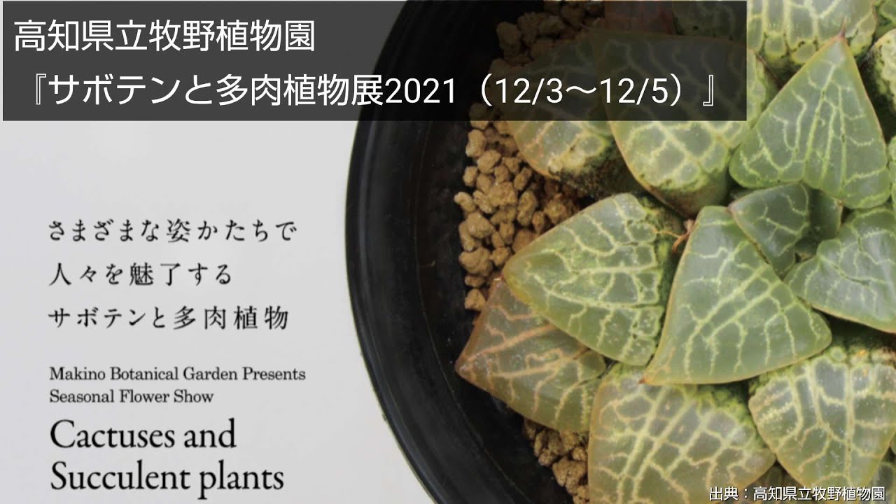 高知県立牧野植物園 サボテンと多肉植物展 21年12月 Makino Botanical Garden Presents Cactuses And Succulent Plants Show Youtube