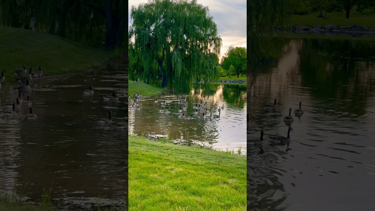 Beautiful Geese at the Park 