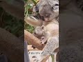 Koala Ka Raaz: Maa aur Bacha! 😍 (Rare Wildlife Moment) #animalfacts #facts #natureanimal #fact