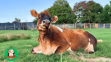 Helens laatste kans: De blinde koe die liefde en muziek ontdekte